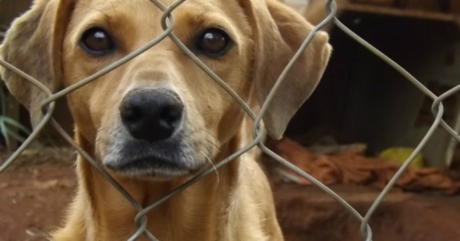 Senado aprovou pena de 5 anos de prisão anos para quem maltratar cães e gatos