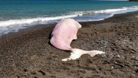 Imagens mostram pilhas de sacolas plásticas e outros objetos retirados do estômago da baleia