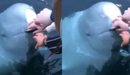  Vídeo registra baleia beluga devolvendo celular de turista que caiu no mar na Noruega