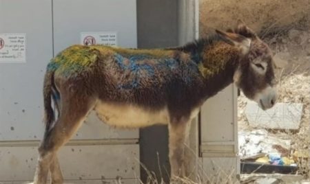 Foram encontrados vários burros na propriedade do suspeito marcados com a suástica