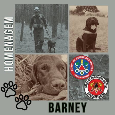 Barney, cão que se destacou no resgate de vítimas do desastre de Brumadinho (MG), morreu na noite da sexta-feira