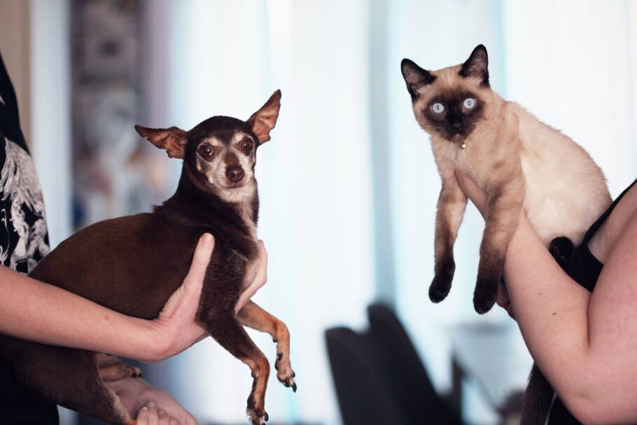 cachorrinho ao lado de um gato