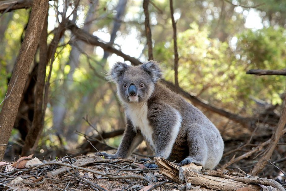 Os números de coalas em muitos lugares estão em declínio acentuado