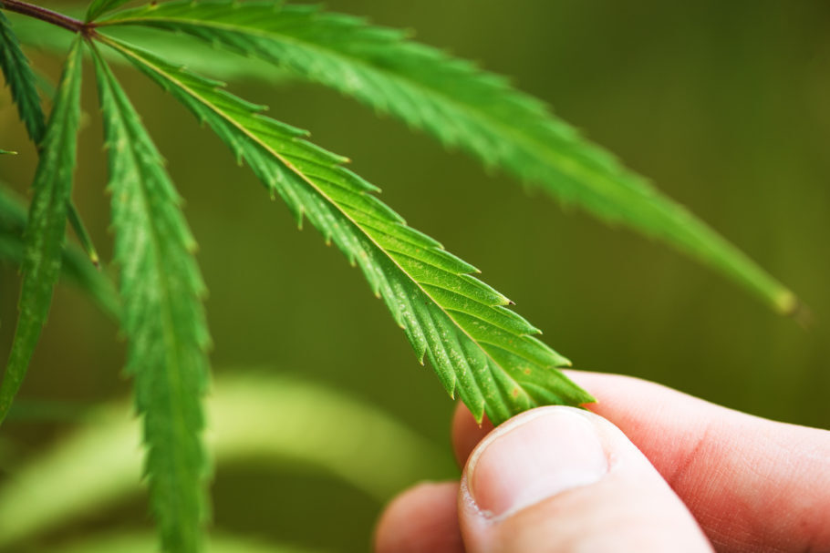 Anvisa estuda modelo de regulamentação da cannabis