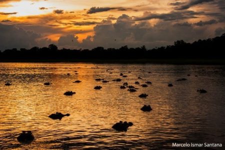 Jacarés no lago da Reserva de Desenvolvimento Sustentável (RDS) Mamirauá