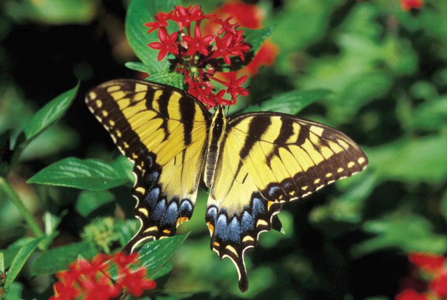 Jardins mesclam plantas nativas e selvagens e atraem diversas especies de insetos e pássaros