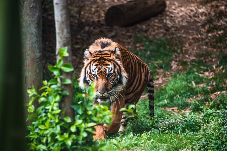 O tigre-de-bengala está entre as cerca de 500 mil espécies cuja sobrevivência está em perigo