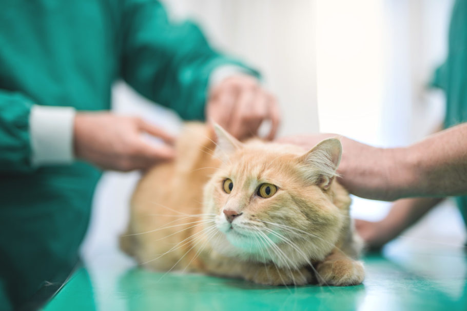 gato sendo atendido pelo veterinário