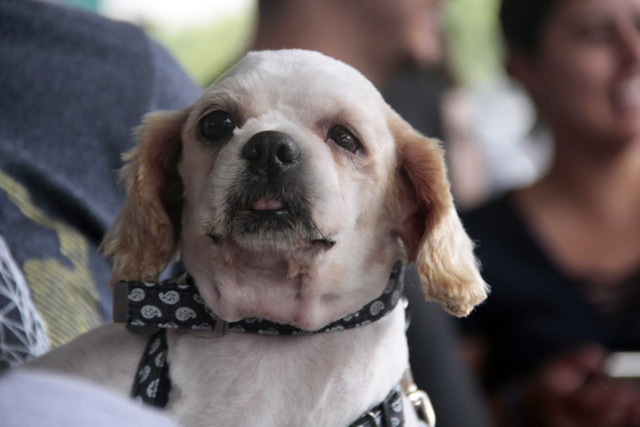 Vida nova para 94 cães vítimas de maus-tratos