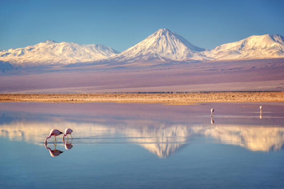 Vulcão Licancabur refletido na Laguna Chaxa com flamingos, no, Atacama