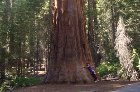 Somos apenas inquilinos do planeta, lembra-se? Na foto, sequoias gigantes de Yosemite Park, na Califórnia.