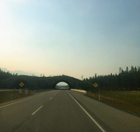 Ponte viva na Trans Canada Highway, no Parque Nacional de Banff. Ela foi construída exclusivamente para a travessia dos animais!