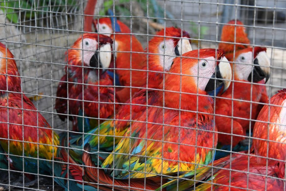 Mais de 37 milhões de aves são criadas em domicílios brasileiros