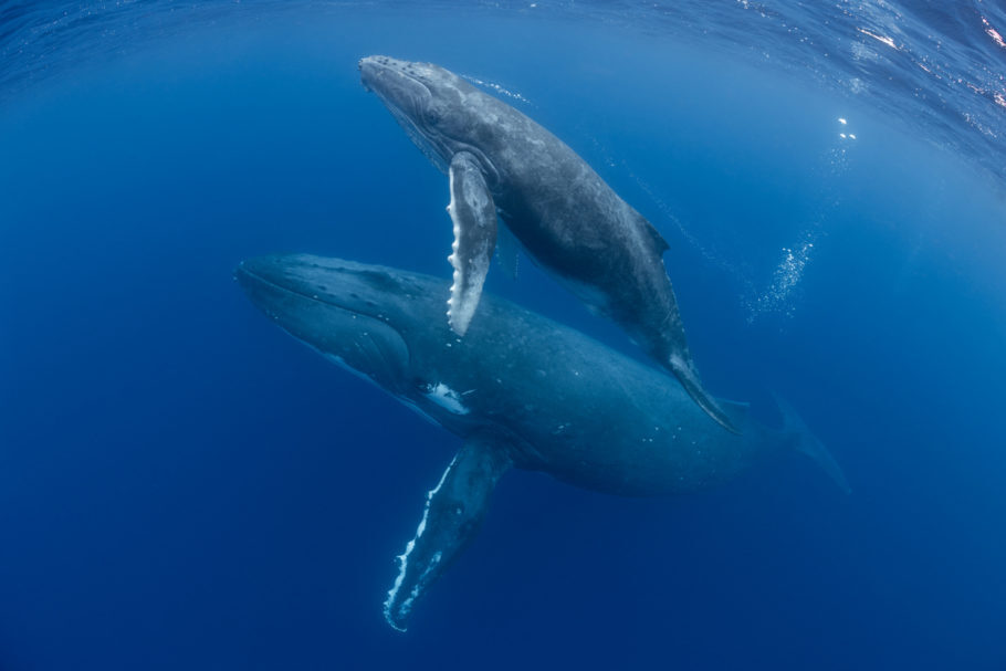 As baleias são consideradas os mamíferos mais inteligentes do mar