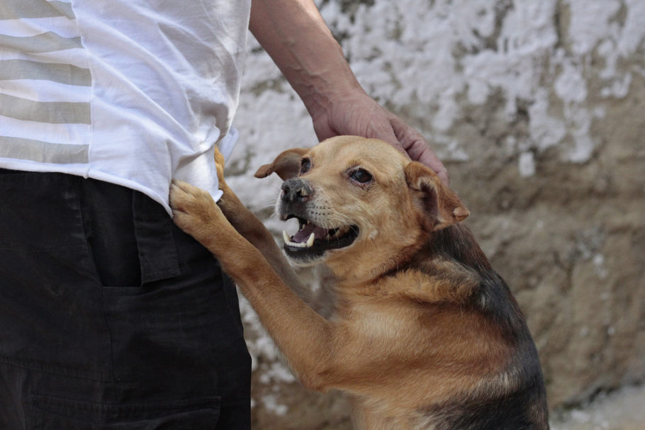 cachorro interagindo com um homem no abrigo