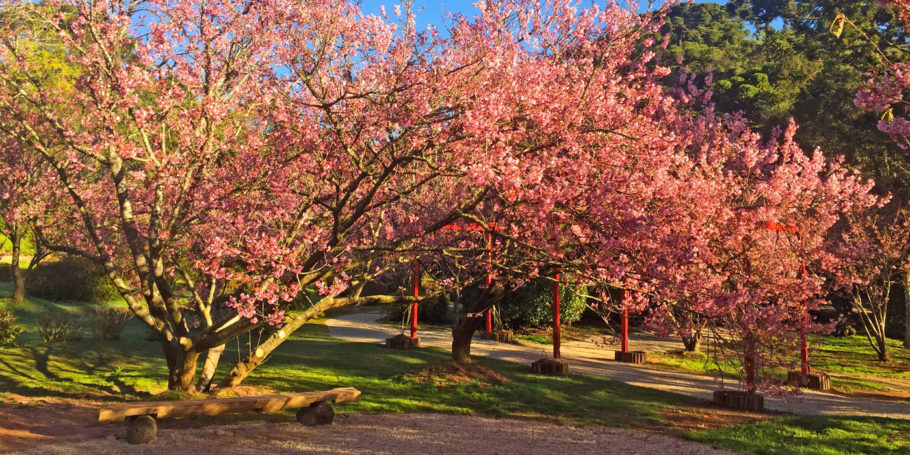 As primeiras cerejeiras vindas do Japão foram plantadas em 1936, por ocasião da inauguração do Sanatório Dojinkai