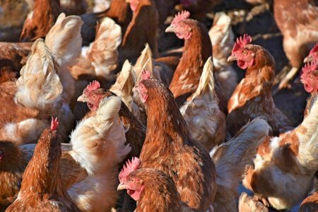 ONGs mobilizam-se para pôr fim ao sofrimento de galinhas poedeiras presas em gaiolas