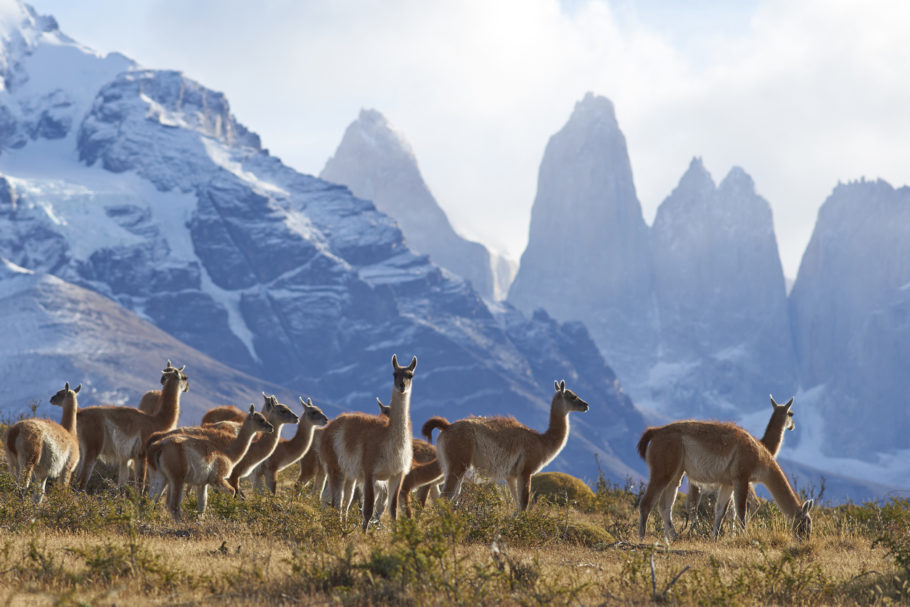 Guanacos no Parque Nacional de Torres del Paine, na Patagônia chilena