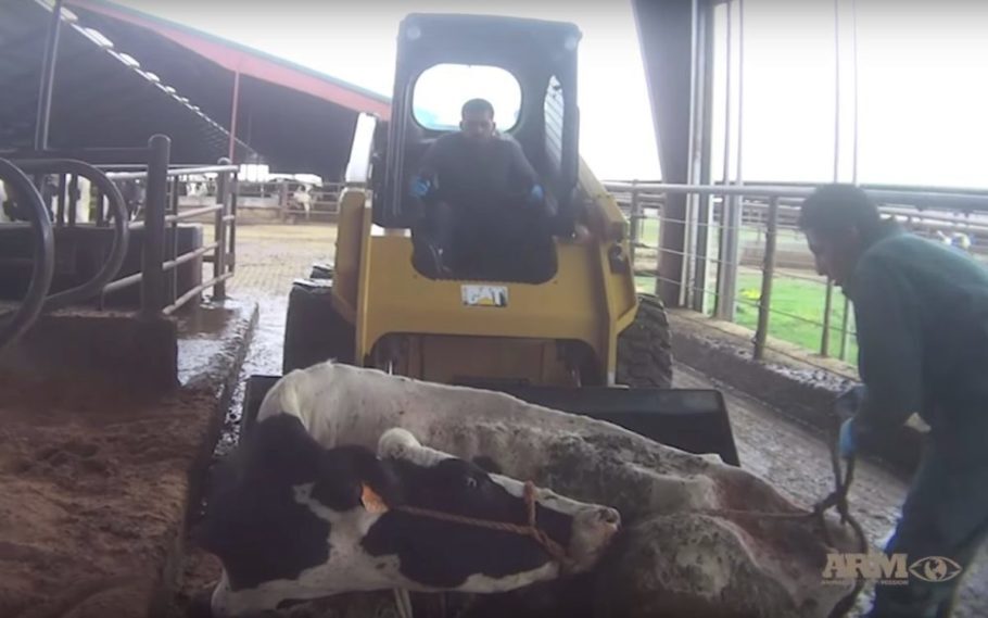 A Natural Prairie Dairies abriga mais de 25 mil vacas no Texas