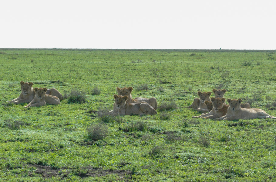 Família de leões no parque Serengeti