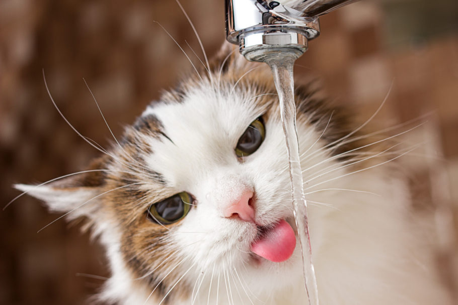 gato bebendo água na torneira