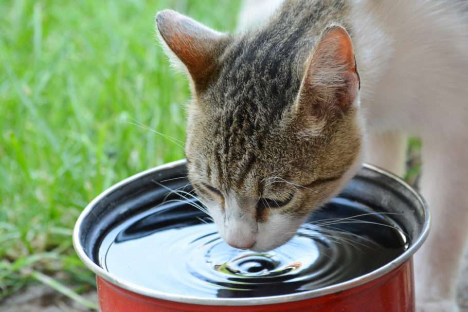 gato bebendo água no pote de boca larga