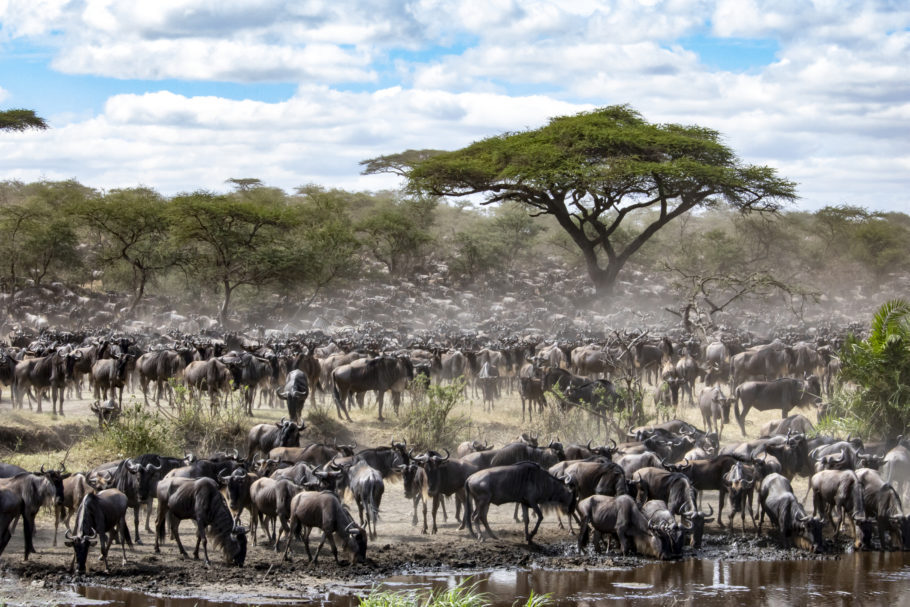Gnus cruzando o rio no Parque Serengeti; cena é conhecida como a grande migração