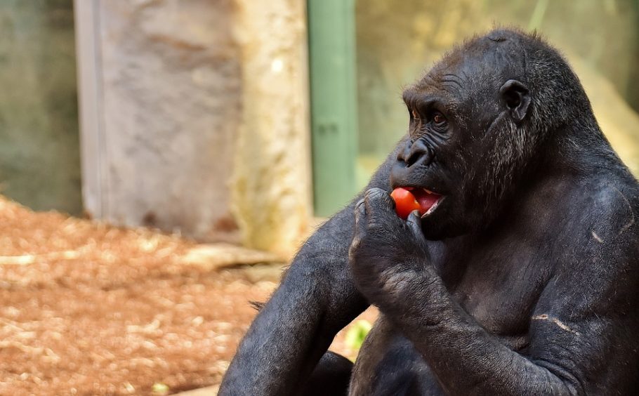 Cada gorila tem sua própria voz