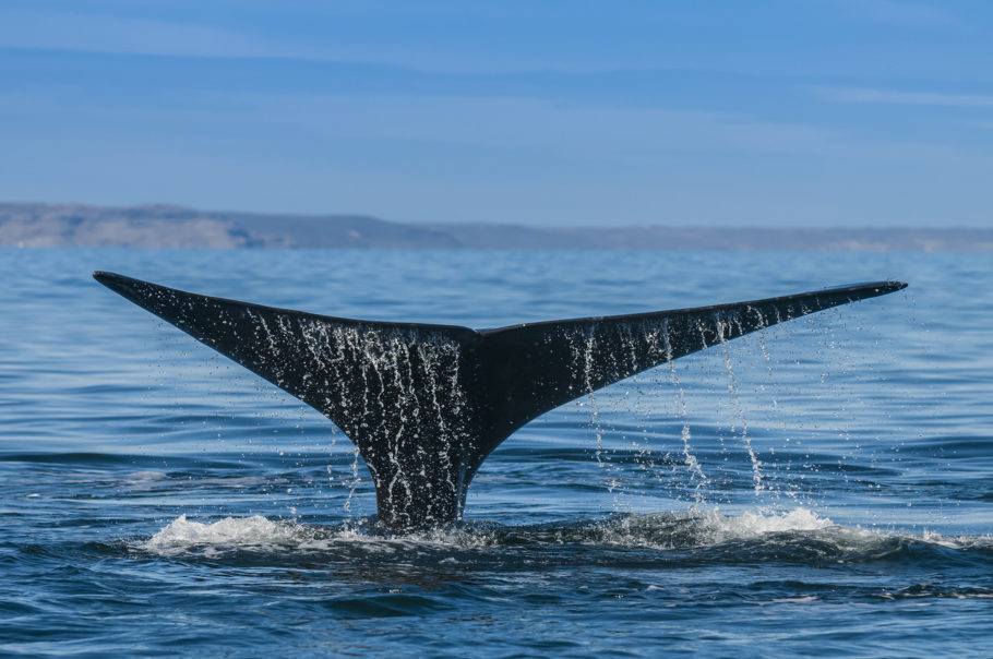 Com algumas espécies levadas à quase extinção, a caça de baleias é proibida há mais de 30 anos – Foto: iStock