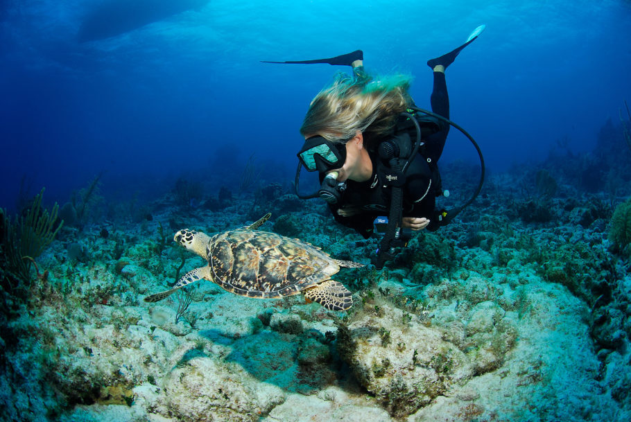 Durante quase todos os mergulhos é possível topar com animais marinhos como as tartarugas