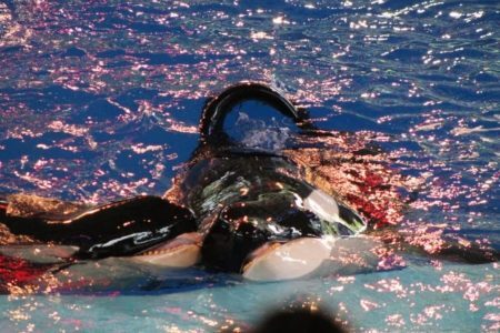 O SeaWorld vem tentando há muito tempo negar as acusações de maus-tratos contra animais