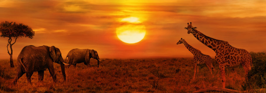 Elefantes e girafas nas grandes planícies do Parque Nacional de Serengeti