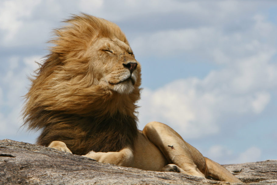 O rei do Parque Serengeti, que fica entre a Tanzânia e o Quênia