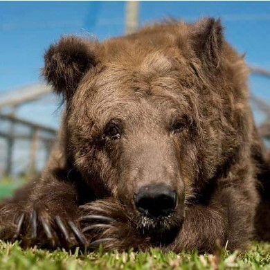 A morte da ursa foi causada por um tumor grave no ovário