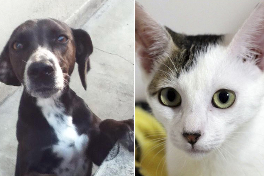 cachorra preta com mancha branca de um lado e um gato branco com mancha cinza perto do olho