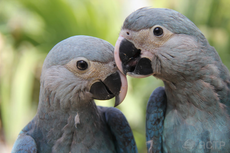 A ararinha-azul é considerada extinta na natureza desde 2000