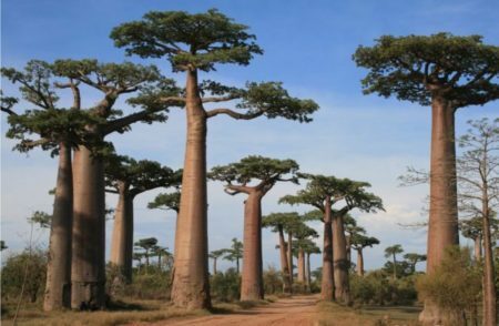 Floresta de baobás em Madagascar