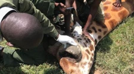 A girafa foi tratada por uma equipe de médicos liderada pelo Dr. Titus Kaitho