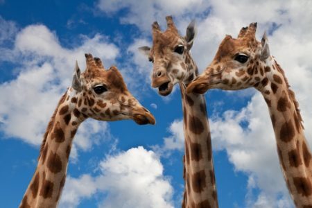 Iniciativas para preservar as girafas serão discutidas na convenção