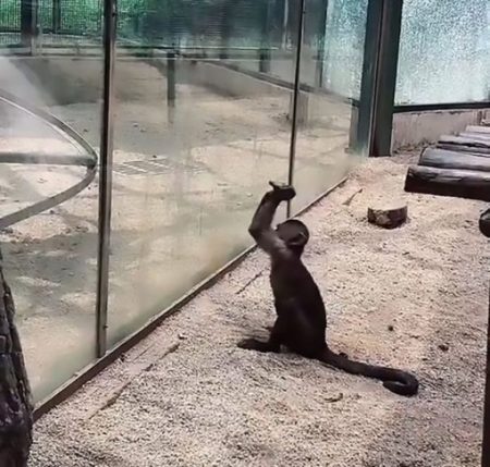 O vidro quebrado assustou os turistas, mas também assustou o próprio macaco