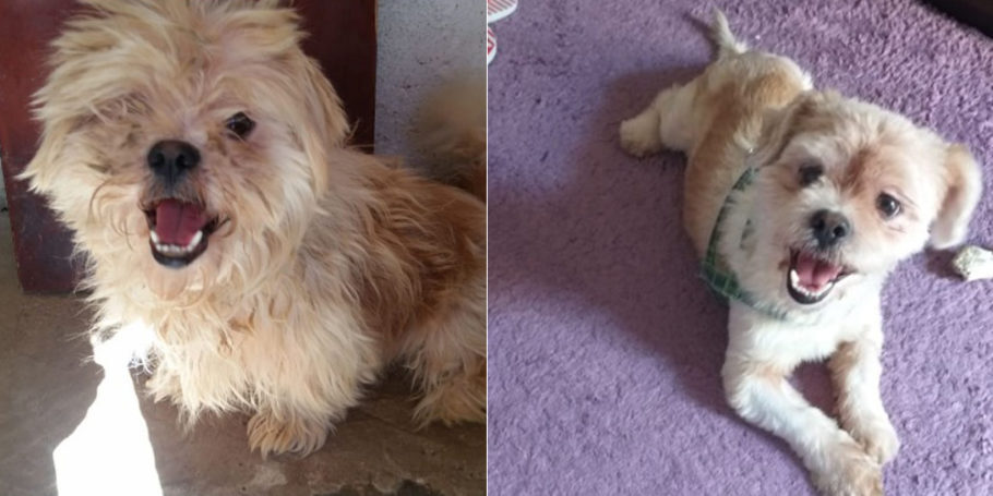antes e depois do cãozinho Thobias