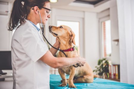 Em geral, os tratamentos requerem consulta ao veterinário