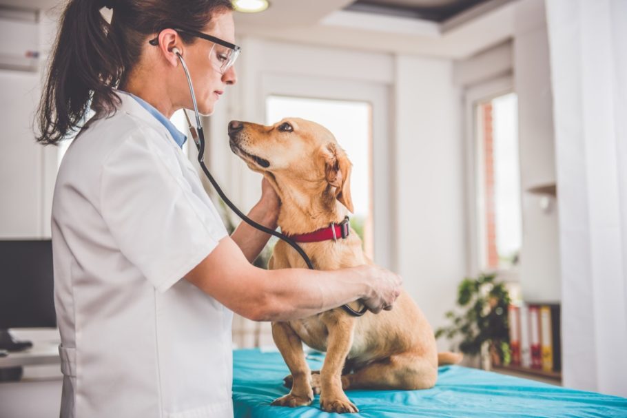 Cães E Gatos: Conheça As Doenças Que Mais Afetam Os Pets