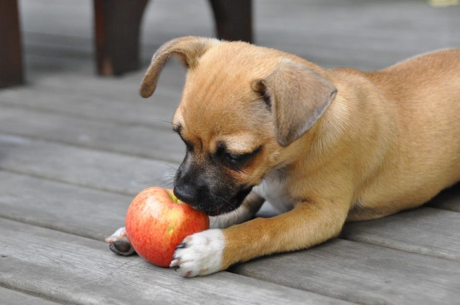 filhote de cachorro comendo uma ma