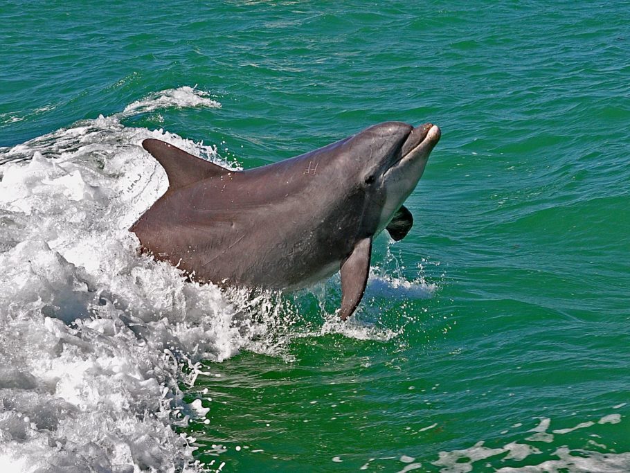 Golfinhos são vistos nos passeios da Captiva Cruise, em Sanibel e Captiva, na Flórida