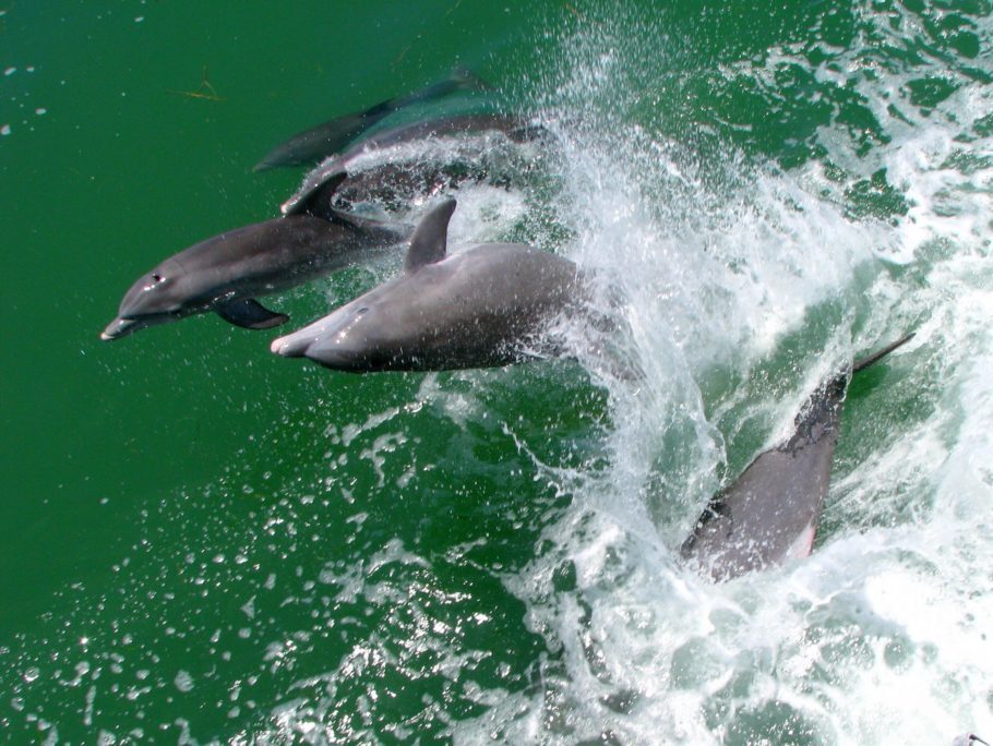 Golfinhos saltam no oceano em Captiva, na Flórida, um espetáculo da natureza, sem a crueldade de parques que os aprisionam