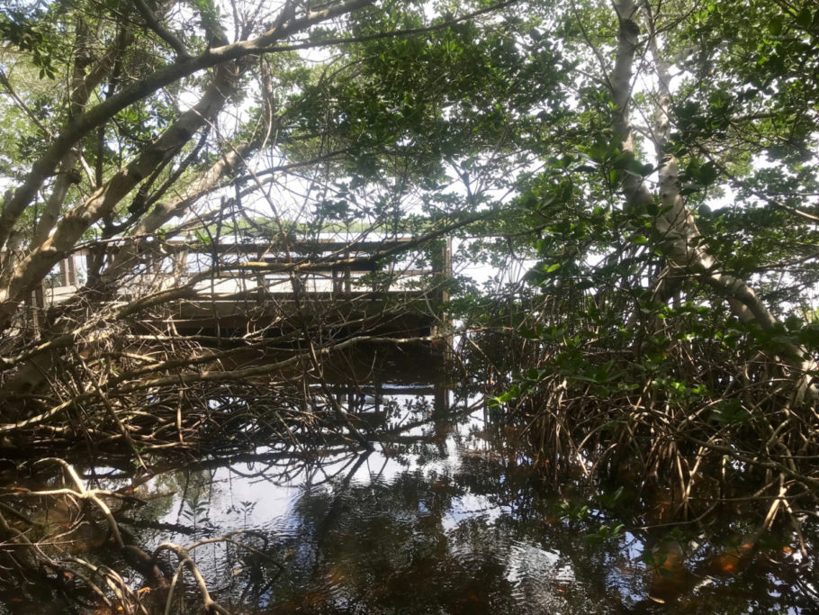 Casa dos aligátores, mangue foi preservado no J.N. Ding Darling National Wildlife Refuge