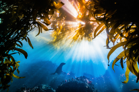  Foto subaquática de leão-marinho ganha concurso da The Nature Conservancy