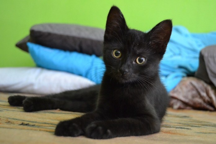 Veterinário dá dicas para proteger gato preto na sexta-feira 13 e ajuda a  desmitificar preconceitos, Piauí