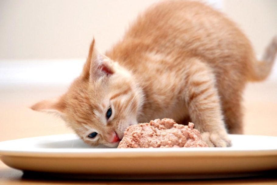 gatinho comendo um prato de papinha
